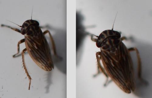 Anaceratagallia venosa